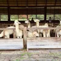 Delightful Experience Feeding Cute Apaches at Palio Thailand