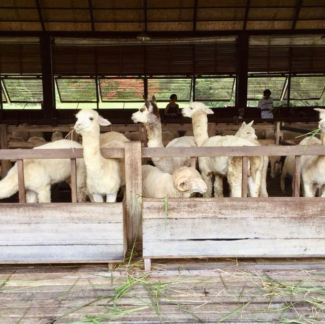 Delightful Experience Feeding Cute Apaches at Palio Thailand