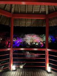 【大分観光】ライトアップされた紅葉を楽しめる日本庭園🍁✨️