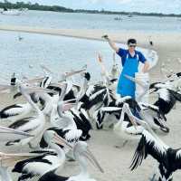 Pelicans and Platters: A family outing at Gold Coast 🇦🇺