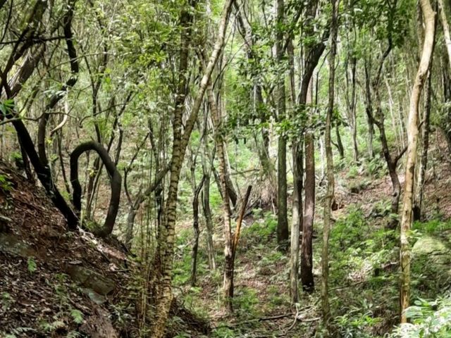 「尼泊爾加德滿都國家森林公園：綠意盎然的森林徒步勝地，門票價格五百盧比」