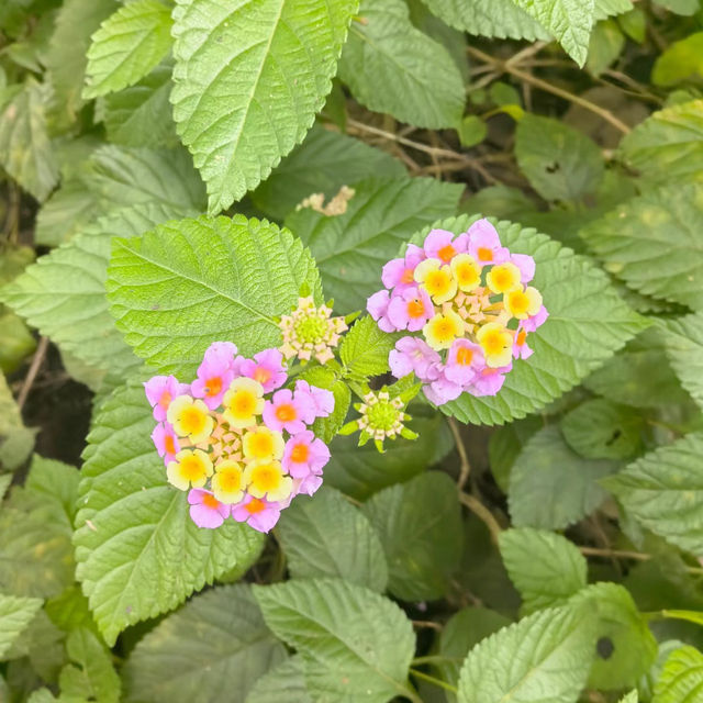  東南植物樂園🎡熱帶植物的天堂