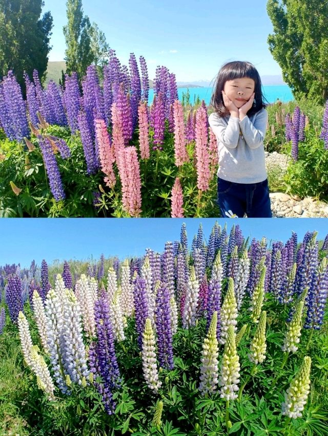 🇳🇿 Lupin Flowers in Full Bloom📍Lake Tekapo