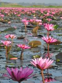 ล่องเรือชมความงามของทะเลบัวแดง