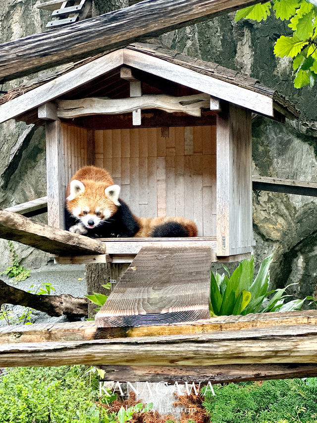 横浜にありながら無料の動物園【神奈川/桜木町】