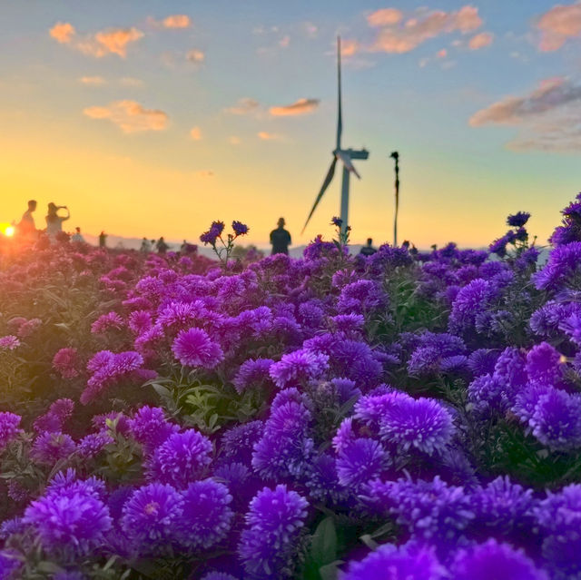 온통 보랏빛물결 거창 감악산 일몰부터 야경까지💜