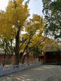 Autumn in the Forbidden City: A Journey Through History and Beauty 