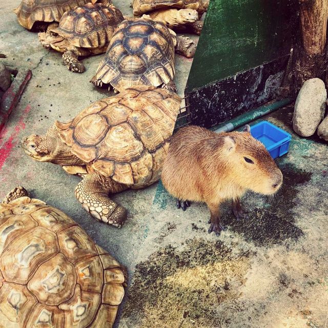 札幌市動物園 🦥🦜🦒🐐😍😍