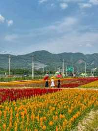 【江原道】100万本の花が咲く絶景のお花畑♡