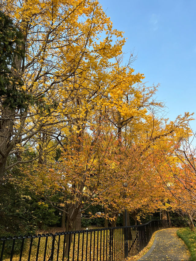 가을엔 무조건 가야할 📍상해 중산공원(中山公园)🍂🍁
