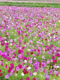 400万本のコスモス畑🌼*･