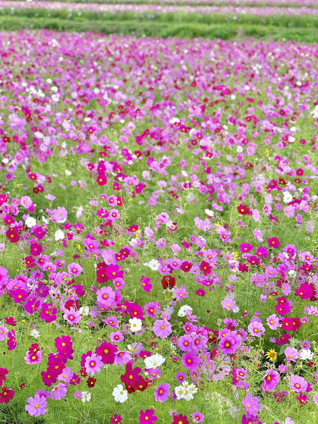400万本のコスモス畑🌼*･