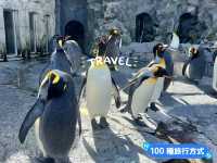 旭川景點｜亞洲觀賞極地動物最近的動物園—旭川動物園