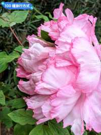 東京賞牡丹花的好去處-上野東照宮牡丹苑