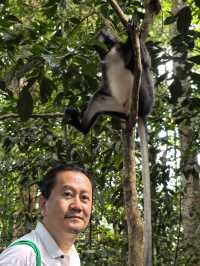 Encounter Orang Utan in Gunung Leuser National Park