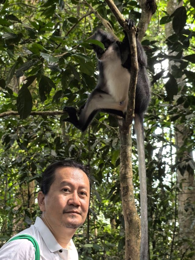 Encounter Orang Utan in Gunung Leuser National Park