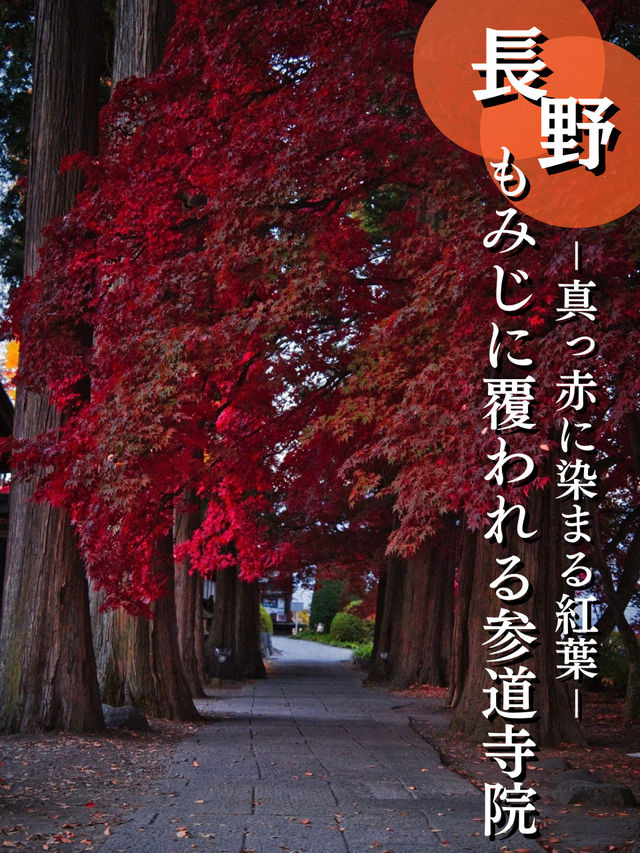 【長野】目が覚めるような真っ赤に染まる紅葉🍁信州のもみじ寺✨