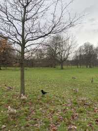 🌳 Relax and Recharge at Hyde Park 🌳