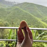 Afternoon tea at a tea plantation 