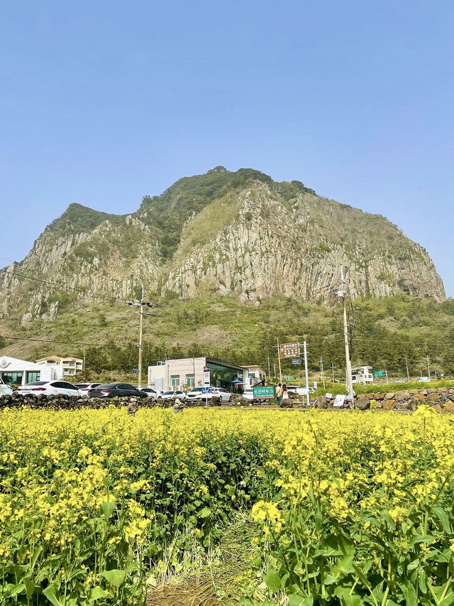 봄제주 필수코스 유채꽃밭💛