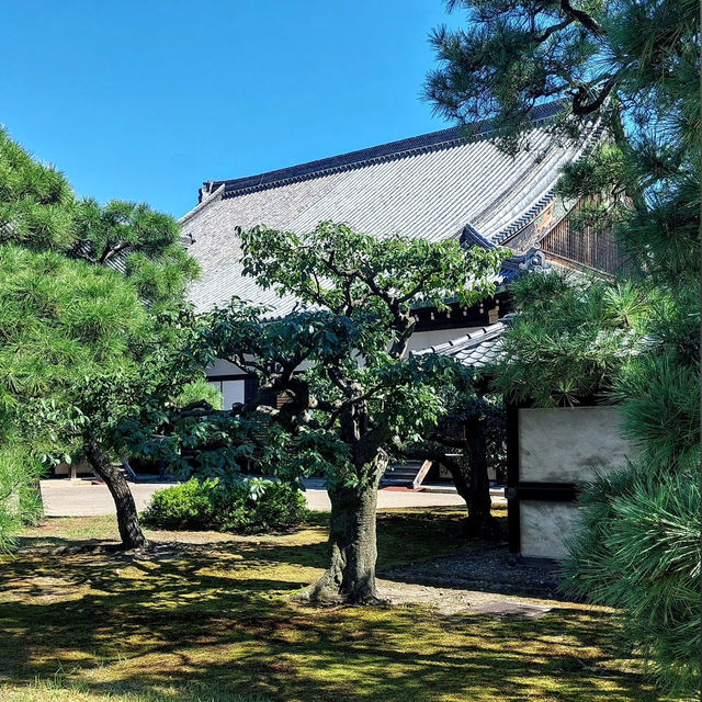 京都的歷史與文化遺產的魅力✨ 二條城🏯