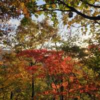 🍁🍂가을을 온전하게 느낄 수 있는 화담숲🍁🍂