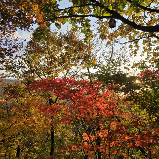 🍁🍂가을을 온전하게 느낄 수 있는 화담숲🍁🍂