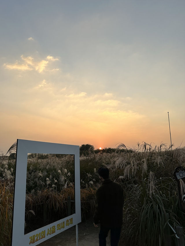 #首爾離天空最近的無邊際芒草公園🌾