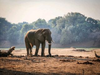 Mana Pools National Park: A Wilderness Like No Other