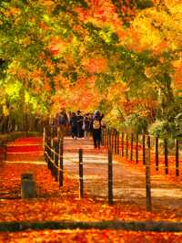 【紅葉特集】一度は行きたいもみじのトンネル参道🍁花手水などもある紅葉スポット✨