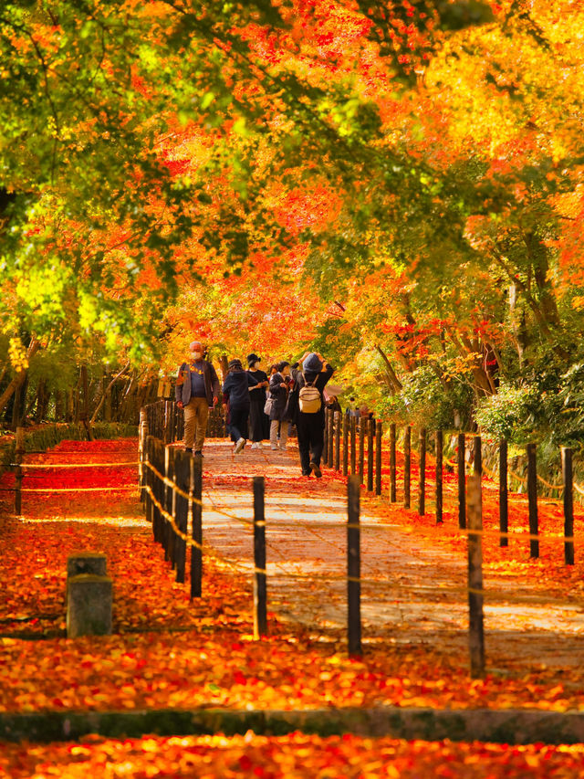 【紅葉特集】一度は行きたいもみじのトンネル参道🍁花手水などもある紅葉スポット✨