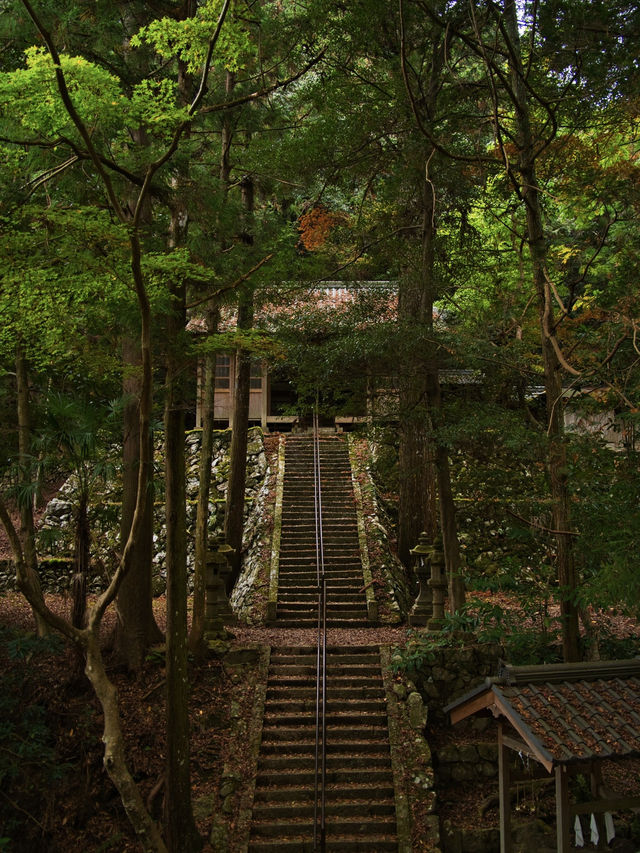 【ここ行って】本当は教えたくない🙅 聖徳太子の開基 とされる紅葉寺院✨