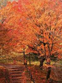 【紅葉特集】静かな境内を赤く染める紅葉絶景🍁なんと今年は○○✨車がなくても行ける🚍