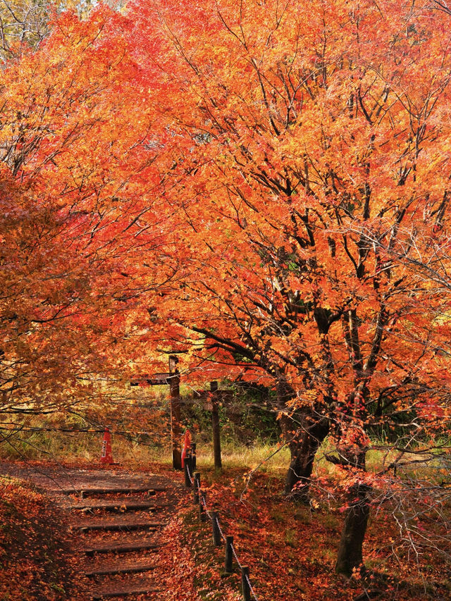 【紅葉特集】静かな境内を赤く染める紅葉絶景🍁なんと今年は○○✨車がなくても行ける🚍