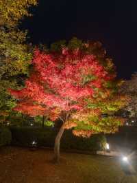 \紅葉のライトアップ/京都と言えばまずはここ！「東寺」夜間特別拝観とは？？？