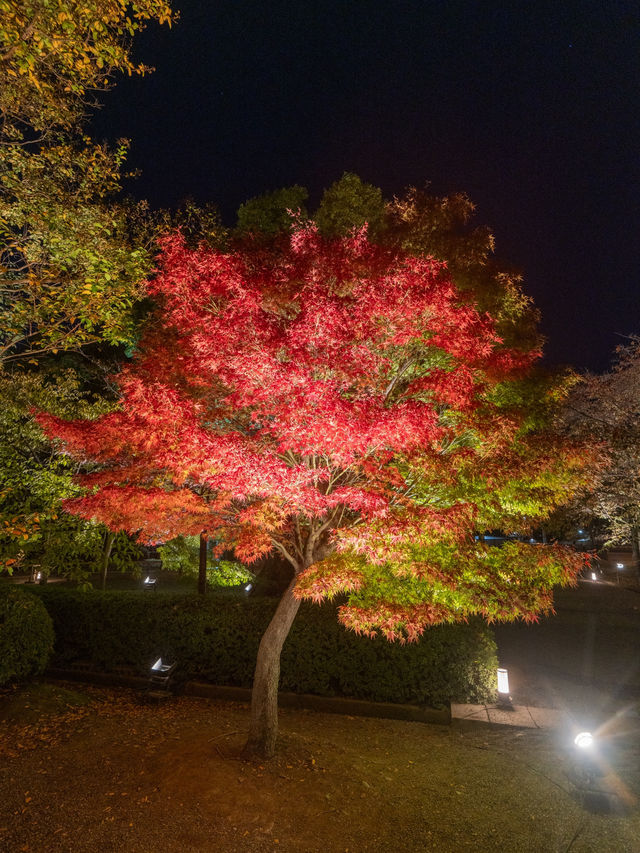 \紅葉のライトアップ/京都と言えばまずはここ！「東寺」夜間特別拝観とは？？？