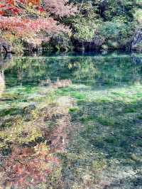 【栃木×佐野】関東のモネの池  澄み切った水に泳ぐ鯉 まるで絵画のよう？