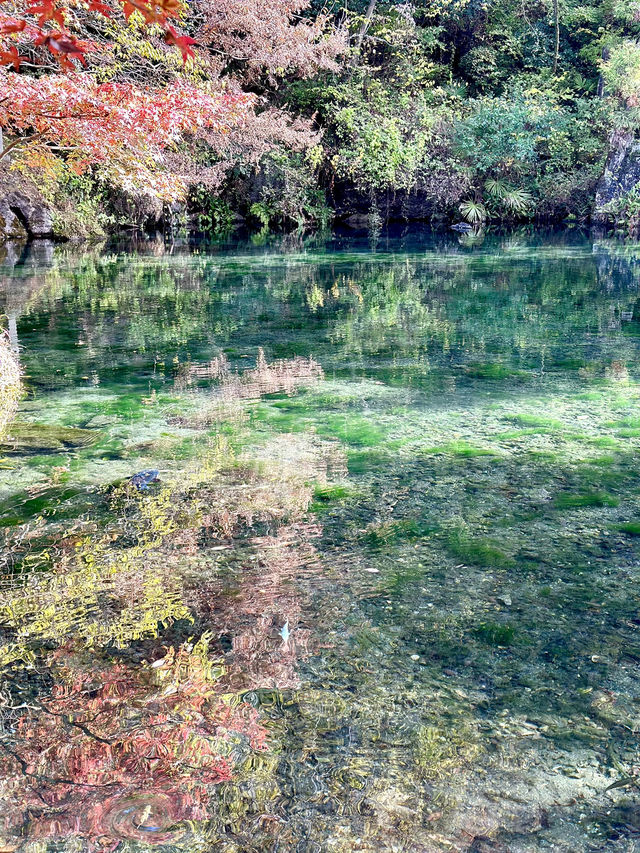 【栃木×佐野】関東のモネの池  澄み切った水に泳ぐ鯉 まるで絵画のよう？