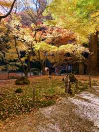 《松島》美しき紅葉を探しに🍁