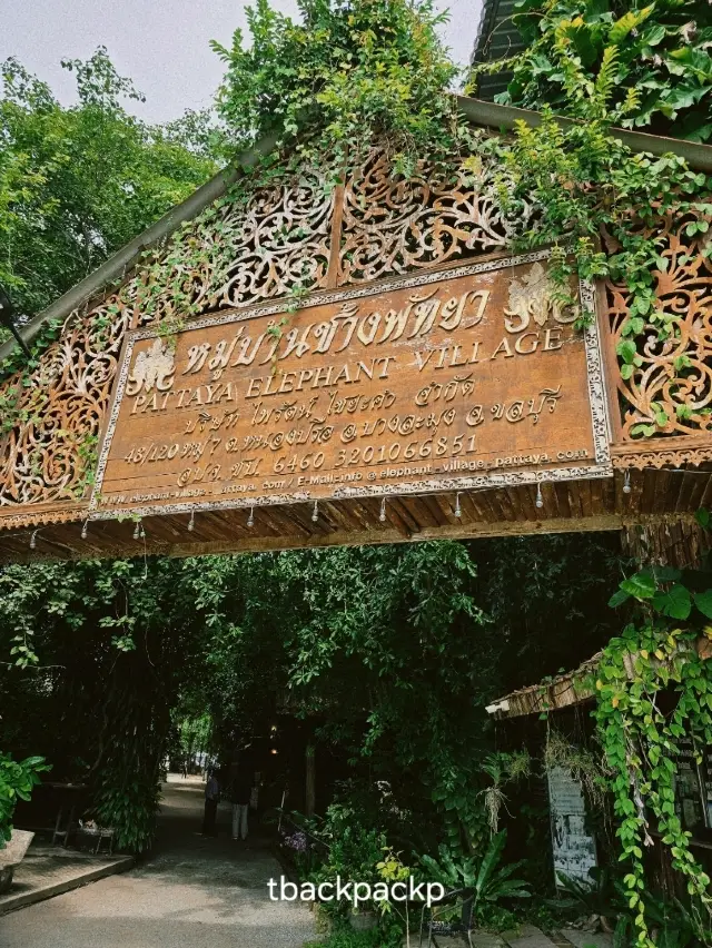 芭堤雅大象村,活動豐富,絕對老少咸宜🐘