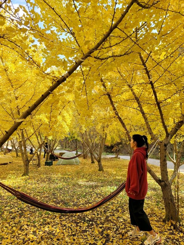 평창의 가을이 아름다운 은행나무카페💛