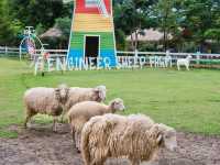 ฟาร์มแกะทหารช่าง 🐑 