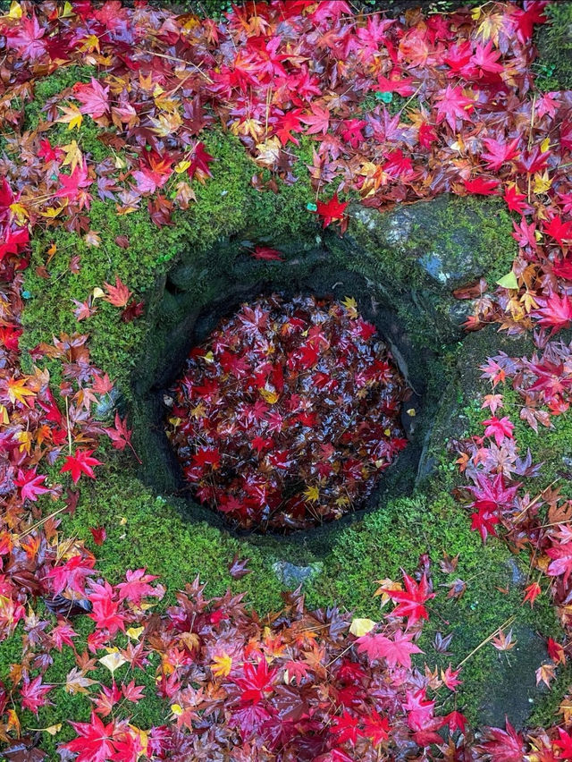 山口県古刹😊紅葉名所🍁大寧寺🍁たいねいじ