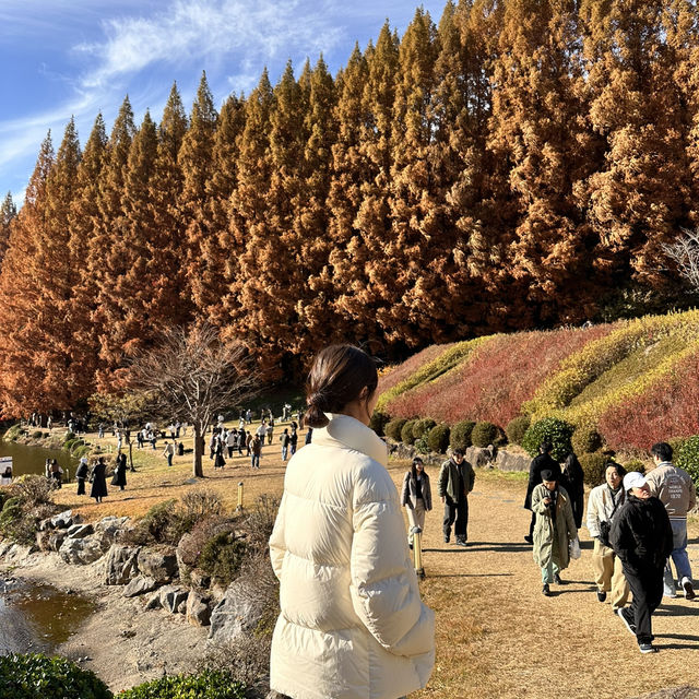 웅장한 메타세콰이어와 함께한 단풍놀이 외대 용인캠퍼스🍁