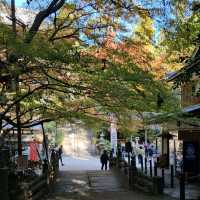 紅楓季書寫山漫步芬多精森林
