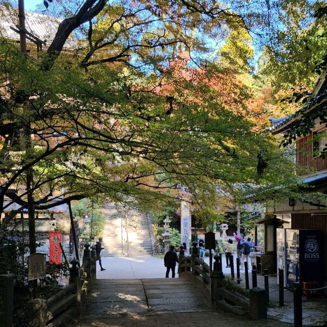 紅楓季書寫山漫步芬多精森林