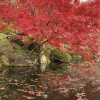 오사카 근교여행지🍁 가을 일본은 단연 교토여행을 빼놓을 수 없어요✨