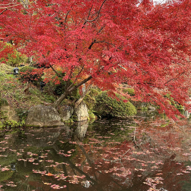 오사카 근교여행지🍁 가을 일본은 단연 교토여행을 빼놓을 수 없어요✨