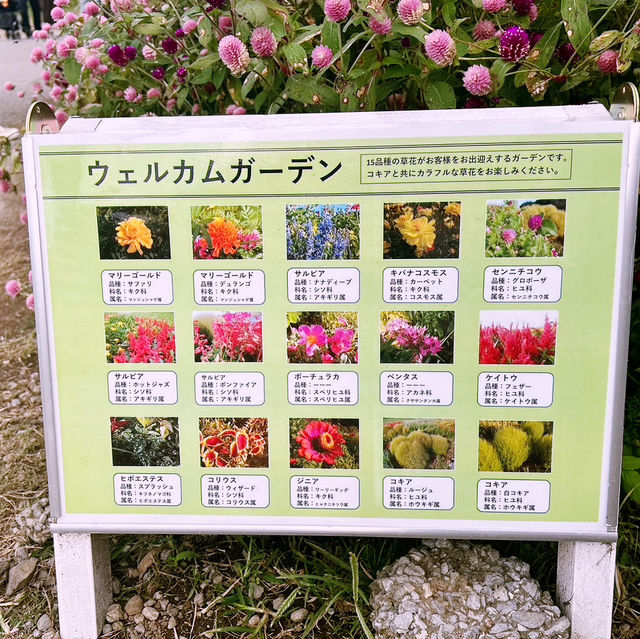 【茨城県】色とりどりに咲く花を見れる国立公園