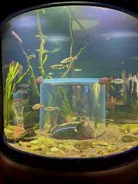 ［田納西旅遊］Tennessee Aquarium-心目中第一名的水族館🐠🦈🪼🐊🦋